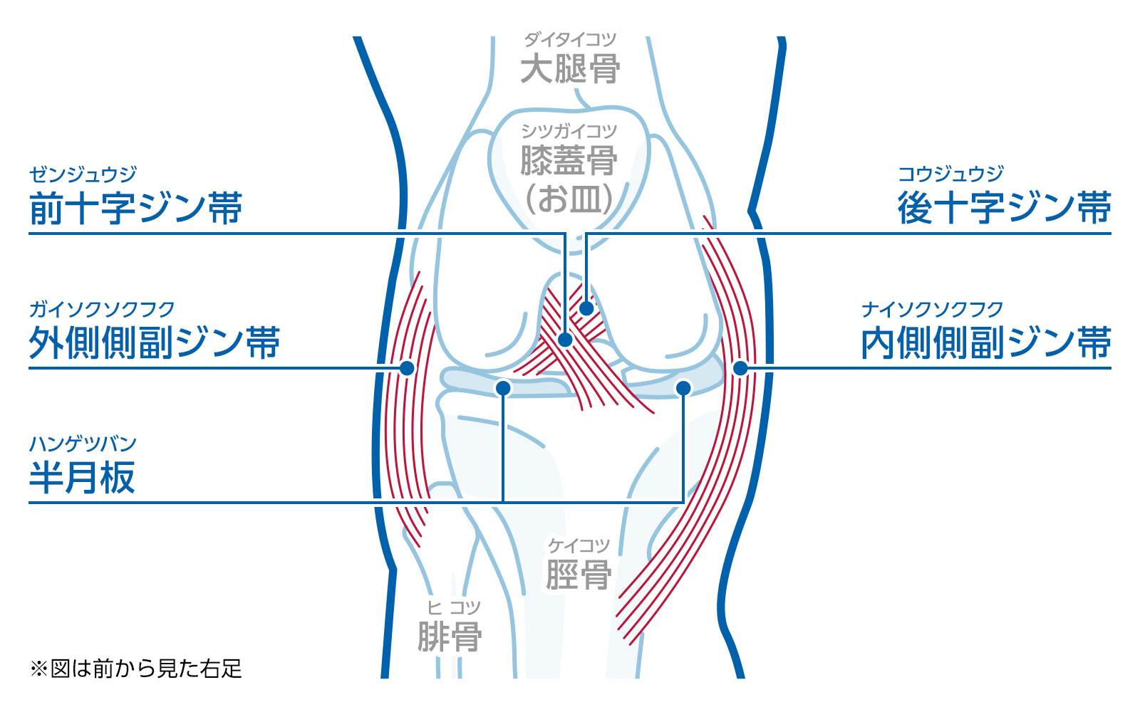 図：ひざ関節のしくみ