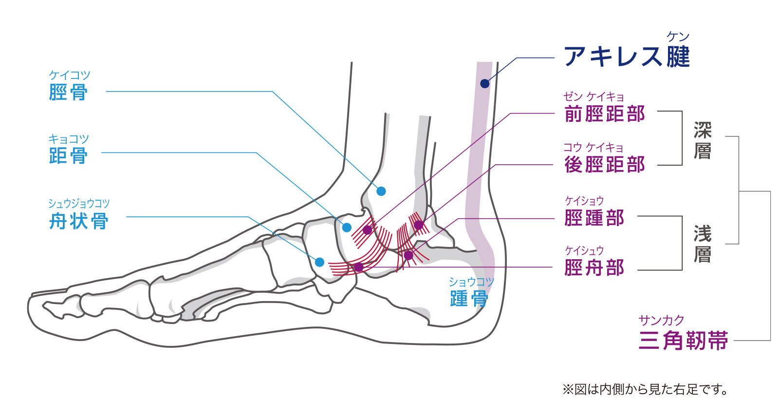 アキレス腱