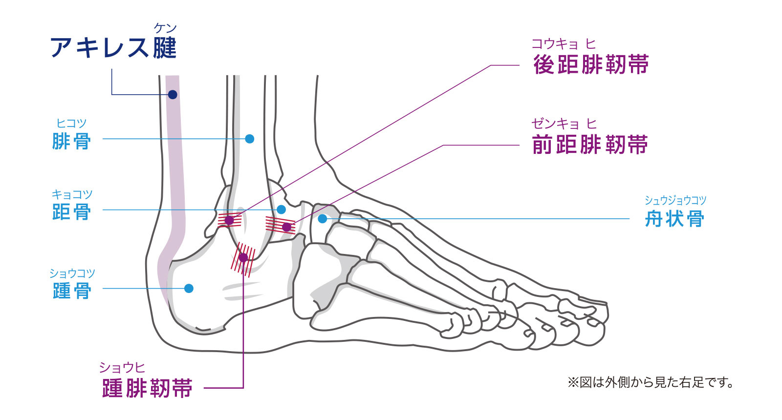 アキレス腱