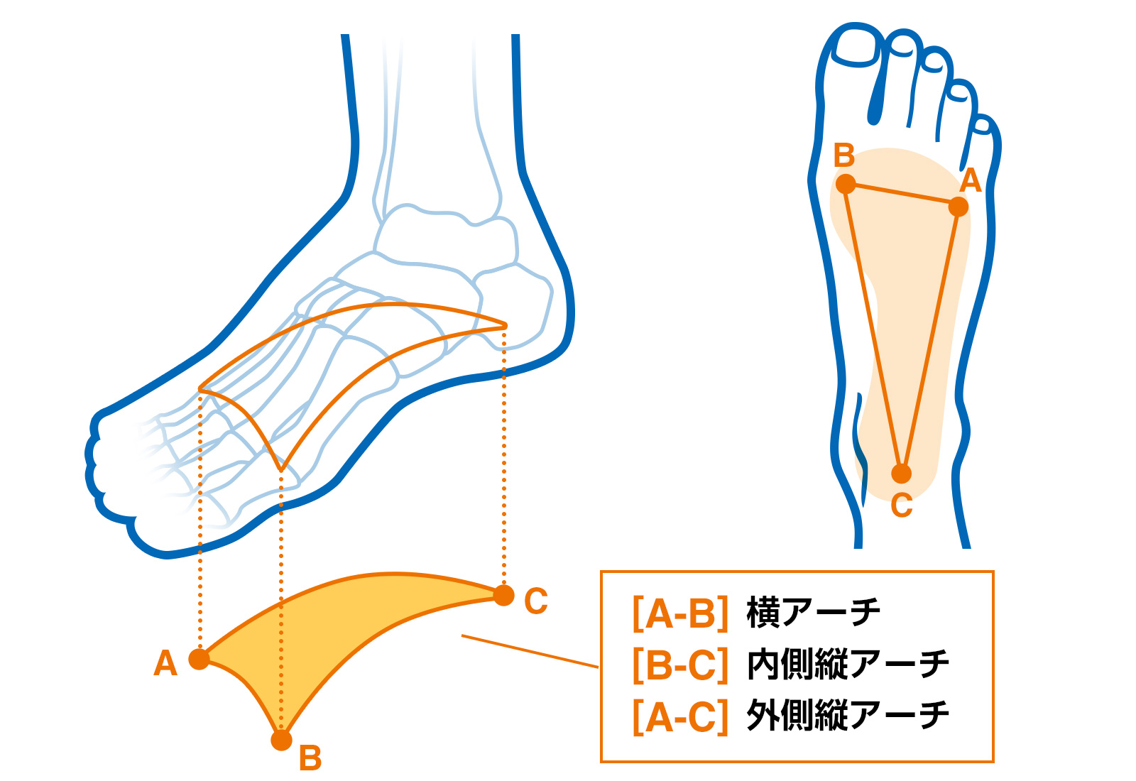 図：足裏のアーチ構造