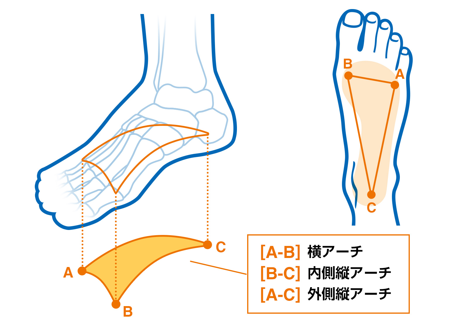 図：ひざ関節のしくみ