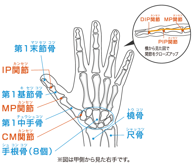 指の骨・筋肉